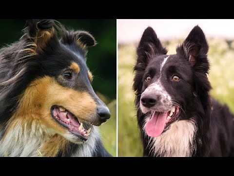 Rough Collie vs Border Collie Puppies and Full Grown - Similarities and Differences