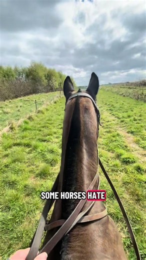 Essential Guide to Sheath Cleaning in Equestrian Care