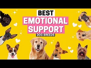 10 Best Emotional Support Dog Breeds