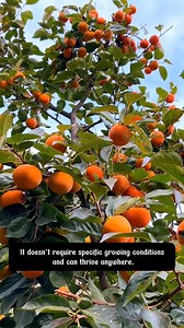 persimmon tree | SRK