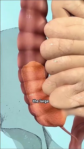 How Food Turns Into Poop? (3D Animation) #bloatingrelief #leakygut #colorectalhealth #guttalk