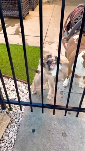 P-Nut said come over here! #microbully #americanbully #puppy #doggielife #cleancuttv | PetLife Studio 6