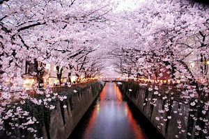 Sakura – Everything about cherry blossoms in Japan