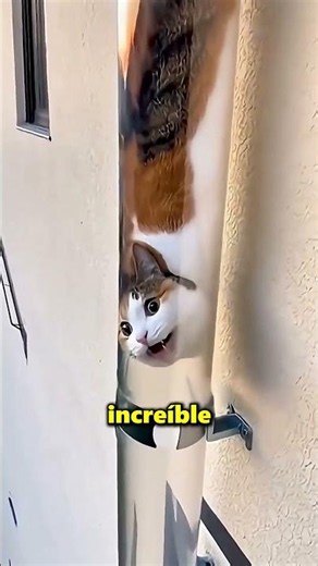 This Cat Slides Through Tubes Like a Snail 🤯
