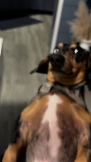 Pup Shows Unwavering Trust in His Maw