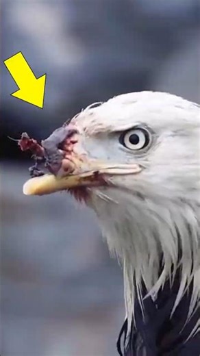 Eagle Painful Story. Why does an eagle break its own beak? 😳 #short #shorts #nuralomOfficial