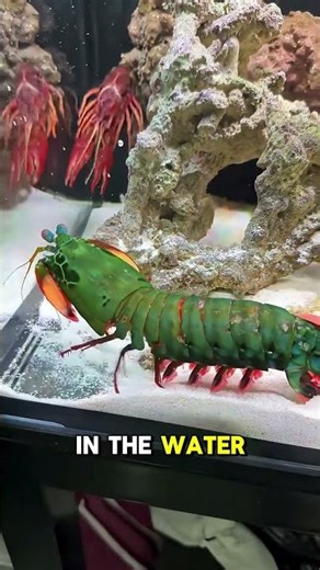 “3 Incredible Animal Facts You Won’t Believe 😱 | UK” #short#shortfeed#viralvideo#shortvideo