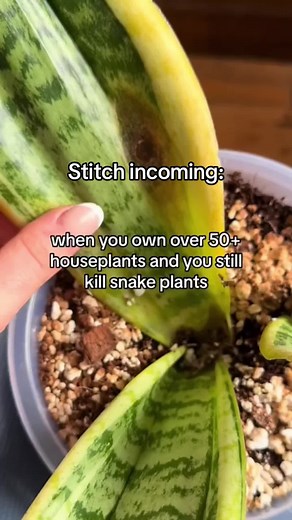 Ig: @theplantprodigy on TikTok