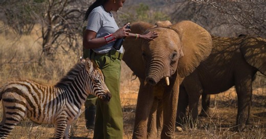 Baby Zebra Finds Her New Home