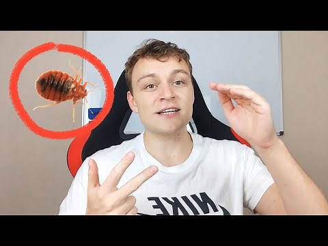Can you Kill Bed Bugs using Alcohol? (At Home)