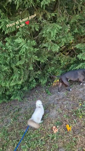 Balade de l'après-midi ✨️Ils sont inséparables #Tropd’amour 🙏