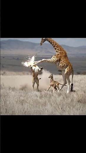giraffe's one kick kills lion.