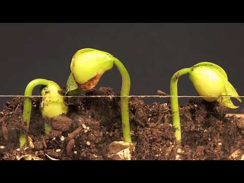 plants growth very very fast,How to make your seeds grow faster