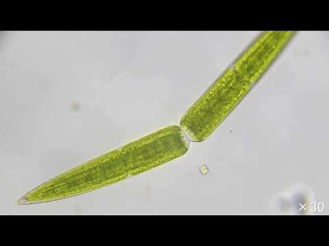 ミカヅキモの細胞分裂 30倍速版