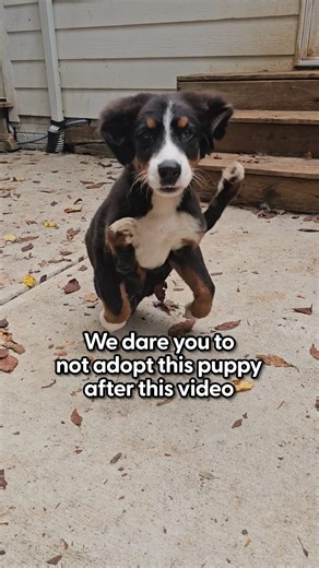 440K views · 26K reactions | She's perfectly imperfect — and has SO much love to give  We talked with Nicole about her adorable foster dog, Merritt, and what kind of home she's looking for! | The Dodo | Facebook