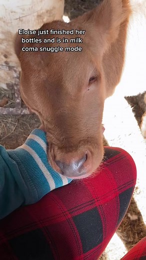 Baby calf Eloise getting some post bottle feeding snuggles #homestead #homesteading #sustainable #selfsufficient #dairyfarmer #rawmilk #rawmilkdairy #calving #bottlecalf #babycow | The Little Red Farm