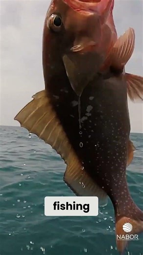 Naples Canal Homes Your Gulf Access Lifestyle Awaits!