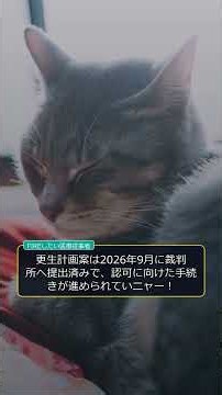 【猫解説】(株)トーシンホールディングス Yahoo! JAPAN ヘルプ キーワード： IDでもっと便利に新規取得 ログイン ボーナスセレクション 人気商品が最大40％ トップ... #Shorts