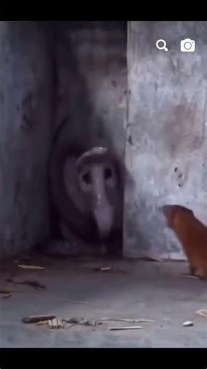 ￼ a giant cobra versus a mongoose