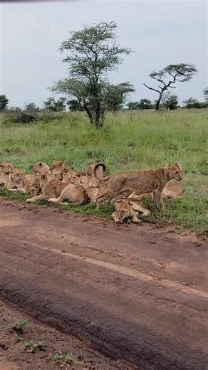 Cuddly Cubs in Cold Weather: A Heartwarming Scene