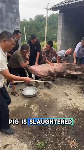 Pig Slaughter Process: Step-by-Step Guide
