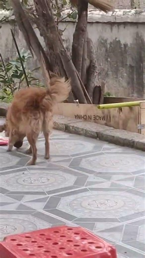 Cậu cả và thú cưng #food #dog #coldplay #topgamedoithuonguytin