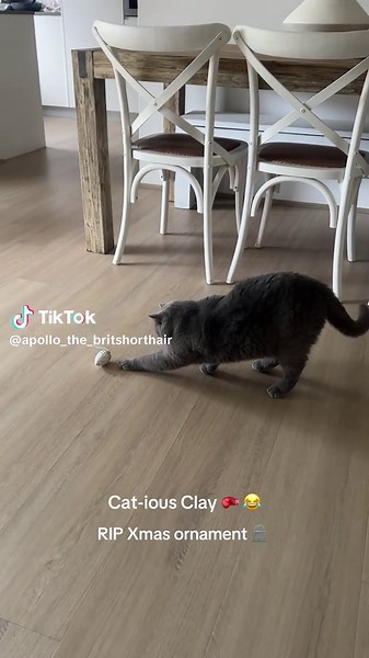 Hilarious Cat Boxing Moment That Will Make You Laugh