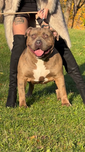 Fail 🫣🫣🤣🤣🤣#viral #fail | Strawberry bully kennel