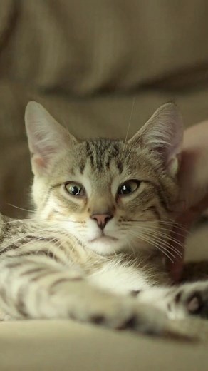 iHeartCats.com on Reels