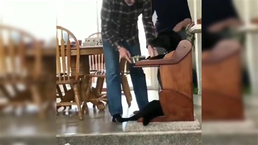 This dog has a digestive issue; his family gave him a 'Bailey chair' to eat upright