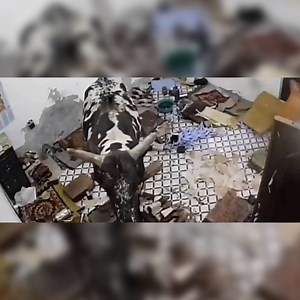29K views · 74 reactions | Holy cow! Watch moment bull crashes into front room sending people flying | The Independent | Facebook