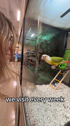 Colorful Birds at PetSmart: Conures & Parakeets
