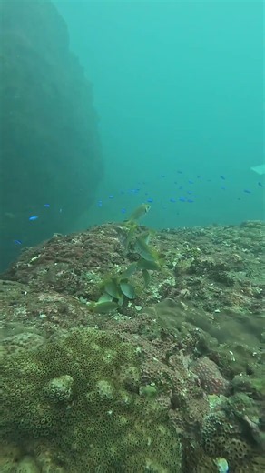[Ocean log]2026/08/15 #scubadiving #divng #asmr #gopro #travel #ocean