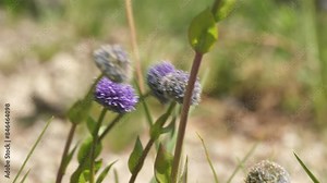 Globularia punctata, known as Spotted Globe-Daisy, is a European perennial herb with round blue-violet flowers thriving in dry, rocky soils