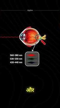Apples Aren’t Red, Your Brain Makes Them Red! #science #colors #animation #facts #biology