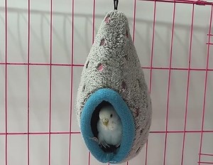 Watch grey bird bed on Amazon Live