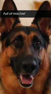 Adorable Dog Playing With Its Owner | Heartwarming Playtime