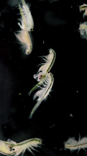 Innovative Sea-Monkey Filming Technique Experiment