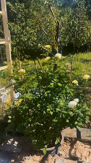 The Rose Library on Reels