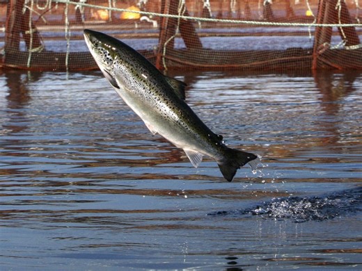 Opinion: The great salmon gamble — how Canada’s push for land-based aquaculture foundered
