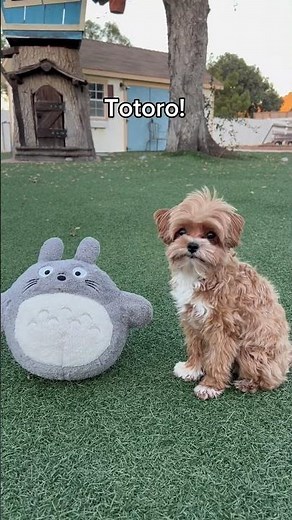 Penny the 5 pound maltipoo size comparisons!