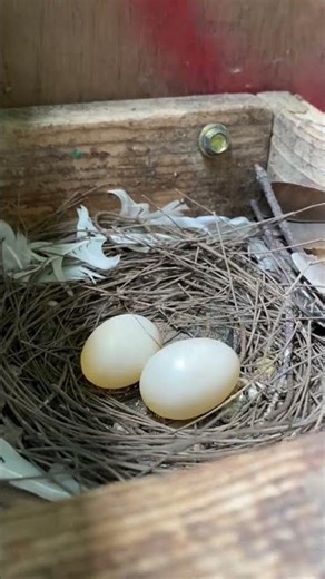 Point perdana dari jantan Backspot kuk 7,8 gagap x betina leopard brown split bs kuk 7,8 gagap.