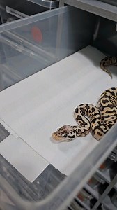 12K views · 1.2K reactions |  #royalpythons #ballpythonlove #beardeddragon #reptilebreeder #snek #morph #leopardgecko #petsnake #herpetology #animal #morphs #cornsnake #snakelove #reptilelove #livingart #ballpythonofinstagram #snakelovers #reptilesofinsta #serpent #ballpythonsnake #nature #ballpythonlover #babyballpython #snakesofinsta #crestedgecko #ballpythonmorphsofinstagram | Xclusive ball pythons | Facebook