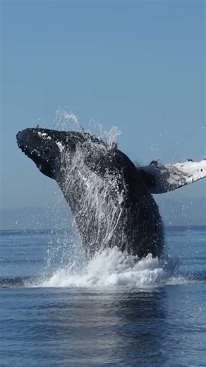 Pure Power 🌊 Sometimes nature just wants to show off. Wait for the splash! #whale #oceanlife #marine