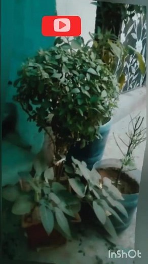 Transform Your Hedge Plant with Perfect Shaping 🌿