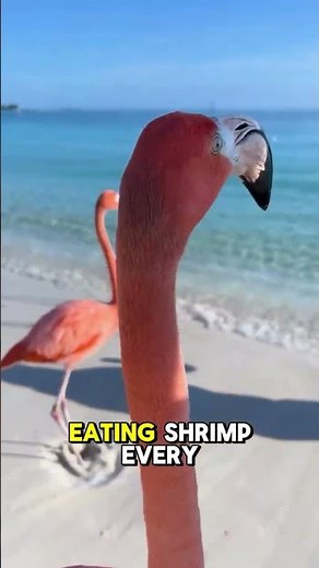 Flamingo A Few Facts You Didn't Know!