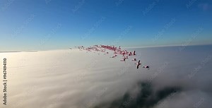 A flock of flamingos soars gracefully above the clouds, viewed from an airplane window. The serene sky and peaceful clouds create a breathtaking panorama Stock Video