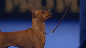 2021 NDS: Miniature Pinscher
