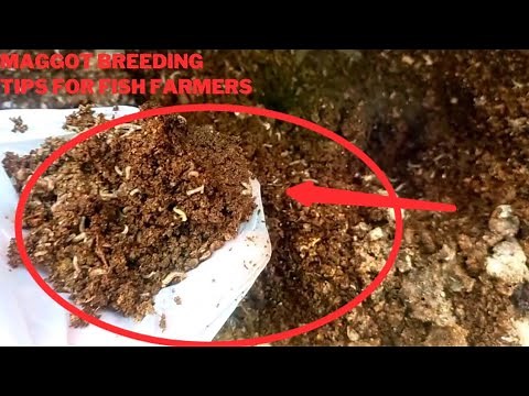 👉🏿How To Breed Your Own Maggot From Day 1 - 21 Days Using Poultry Droppings 🐤🐥