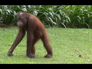 Sepilok Orangutan Rehabilitation Centre, Sabah, Malaysia